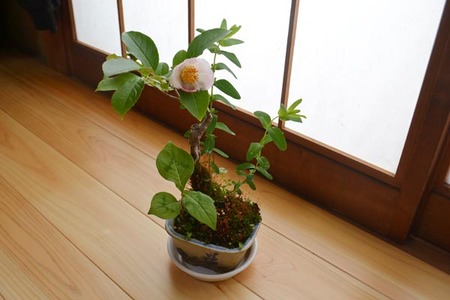 bonsai-2017-0528-01.jpg