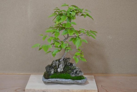 bonsai-2017-0528-03.jpg