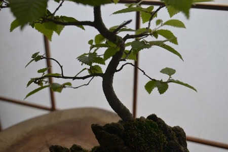 bonsai-2017-0528-04.jpg