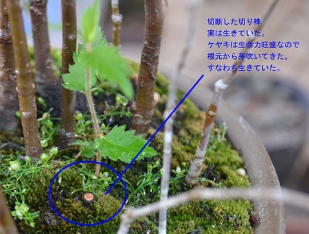 bonsai-2017-0605-03.jpg