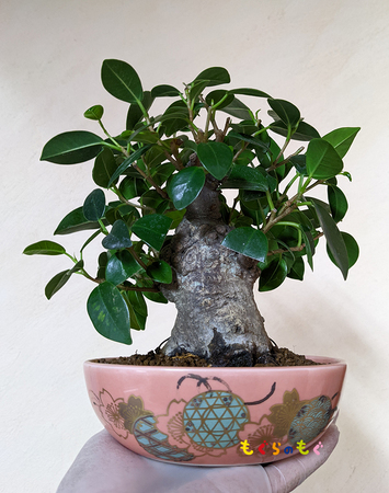 gajyunaru-bonsai-mogu-01.jpg