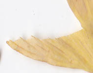 ichou-leaf-example.jpg