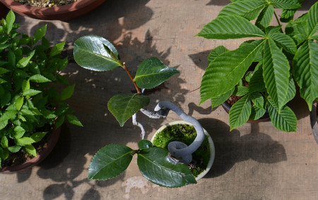 mogumogu-bonsai-2019-0516-02jpg.jpg